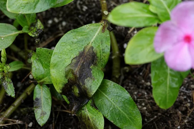 Pudrición aérea por Phytophthora