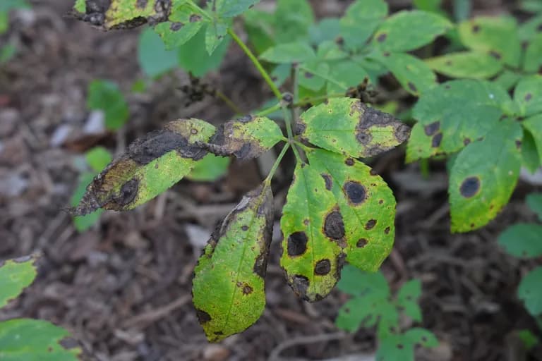 Alternaria Blight