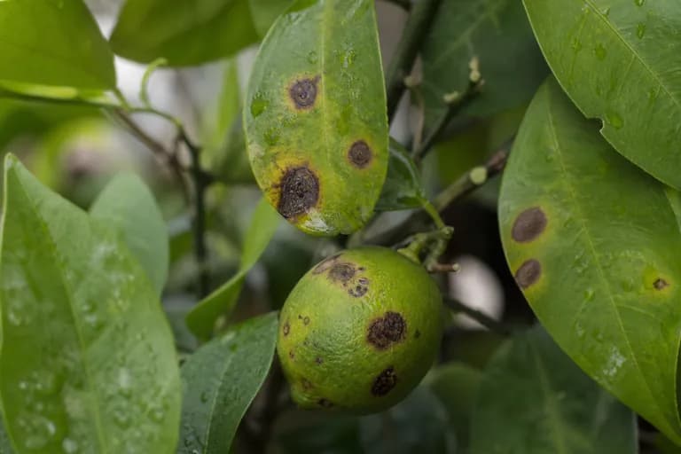Mancha marrón por Alternaria