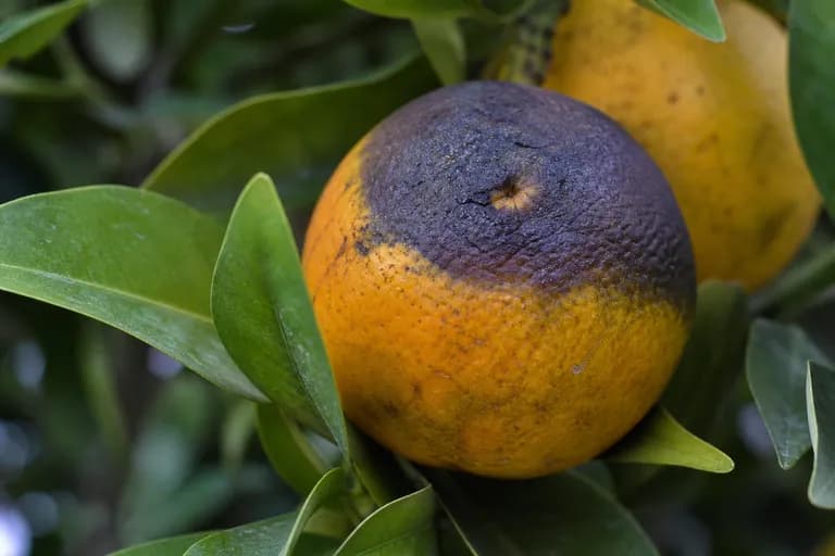 Podredumbre de Alternaria