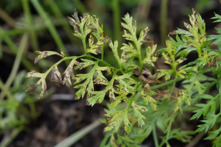 Alternaria Leaf Blight