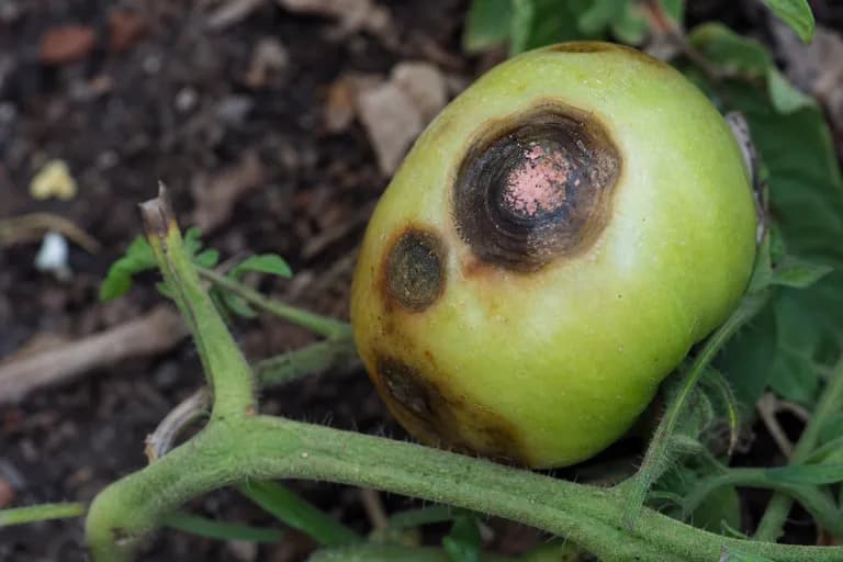 Anthracnose