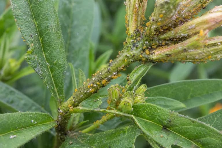Aphids (Oleander Aphids)