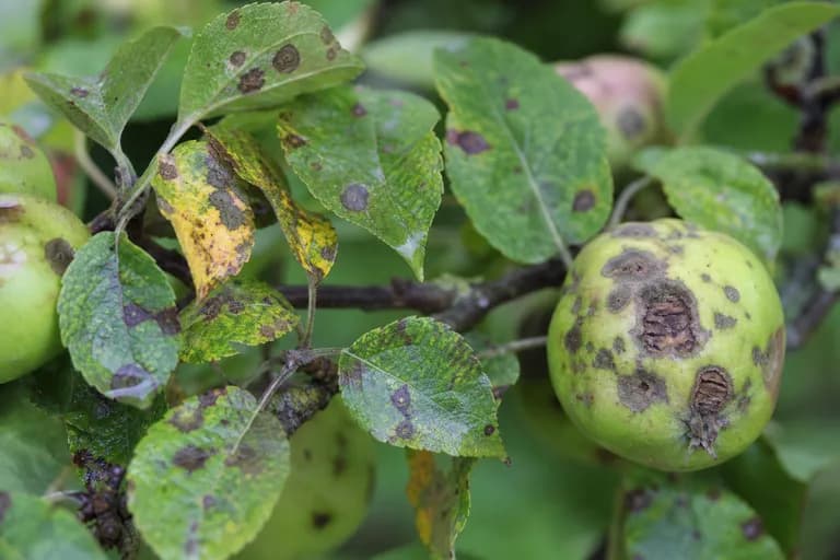 Apple Scab