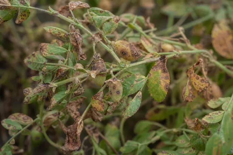 Brennfleckenkrankheit (Ascochyta-Welke)