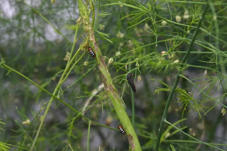 Asparagus Beetle