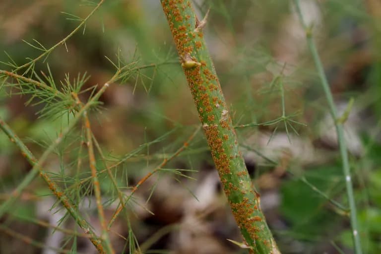 Asparagus Rust