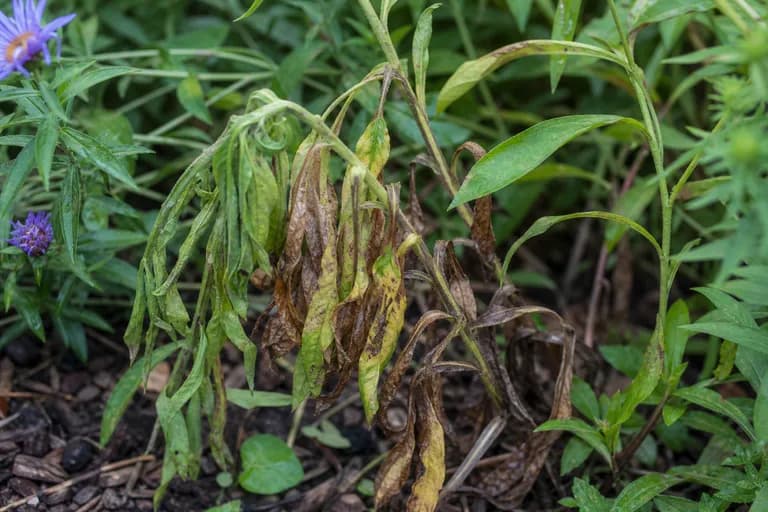 Aster Wilt (Fusarium)