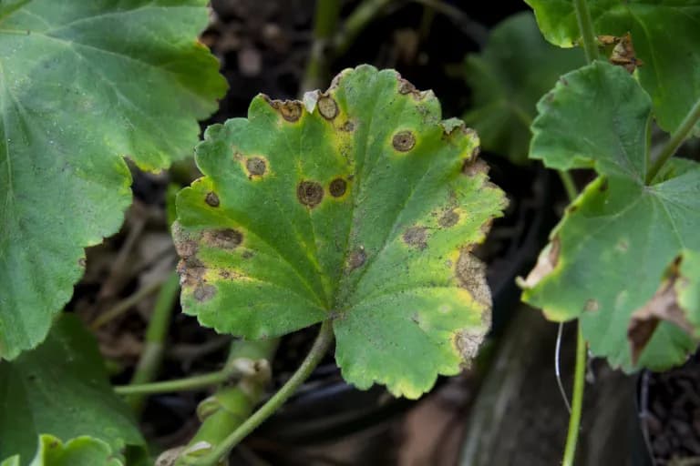 Bakterieller Blattfleck (Xanthomonas)