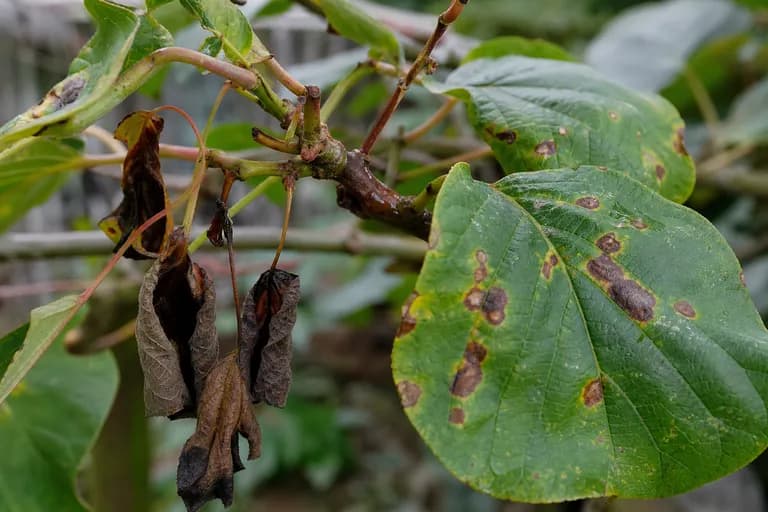 Chancro bacteriano (Pseudomonas syringae pv. actinidiae)