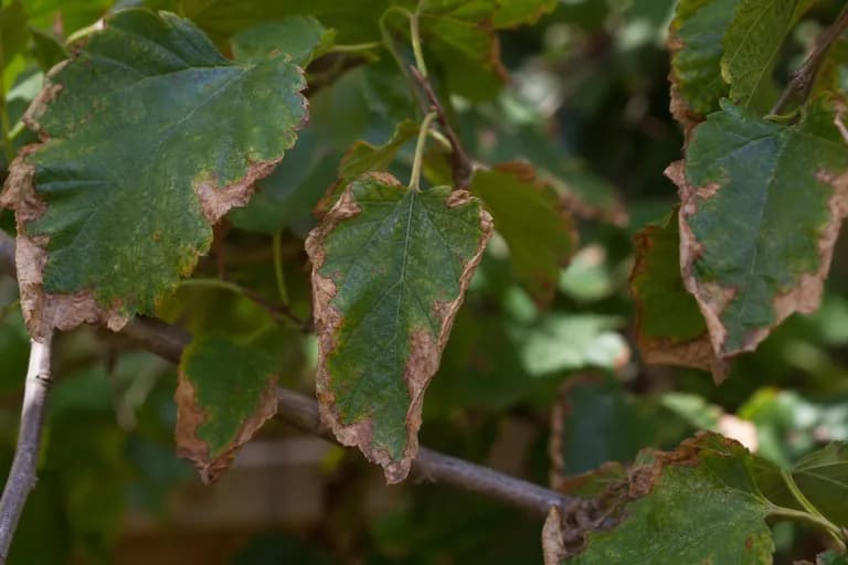 Quemadura Bacteriana Foliar (Bacterial Leaf Scorch)