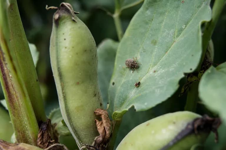 Bean Weevil