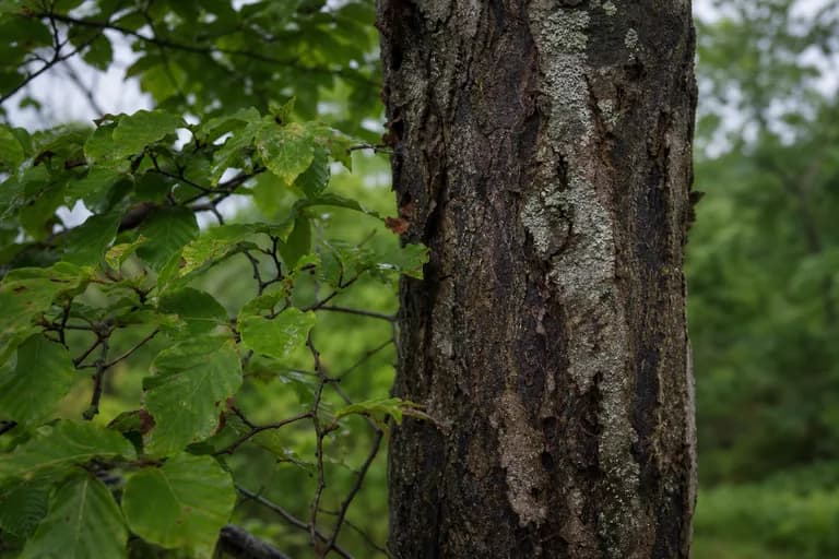 Beech Bark Disease