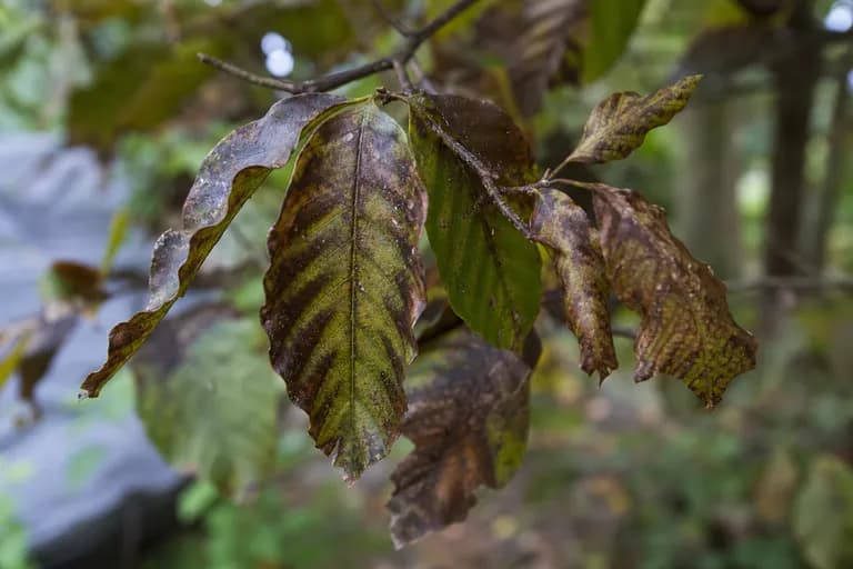 Beech Leaf Disease