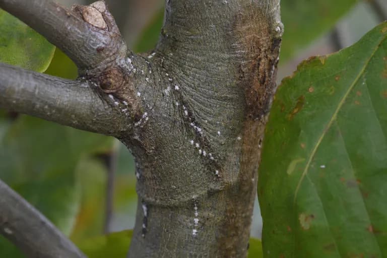 Beech Scale Insect