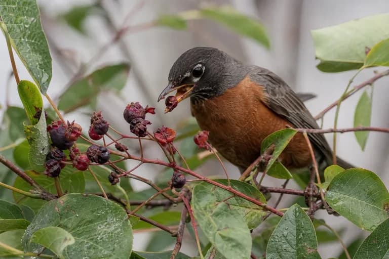 Birds