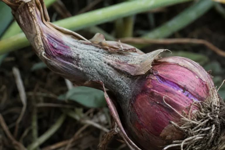 Podredumbre del cuello (Botrytis allii)