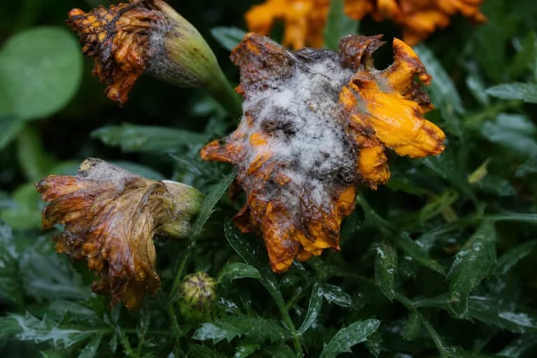 Botrytis Blight (Gray Mold)
