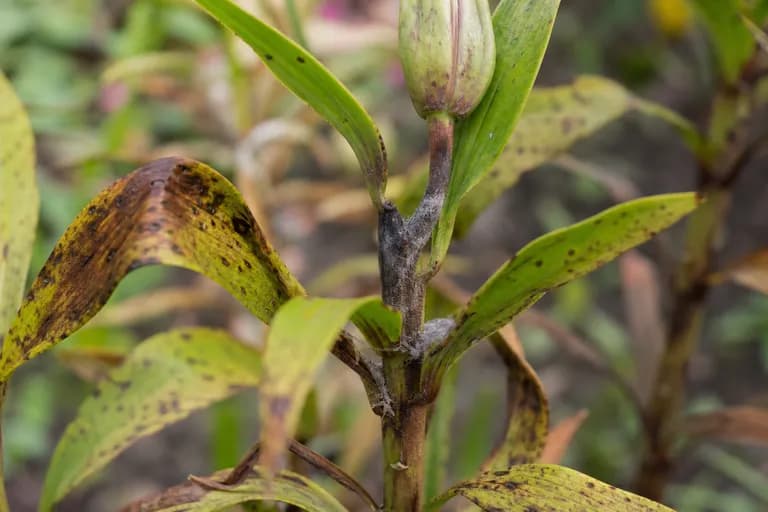 Botrytis Blight