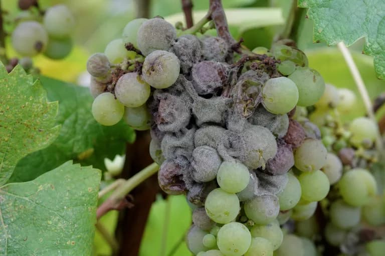 Botrytis-Traubenfäule