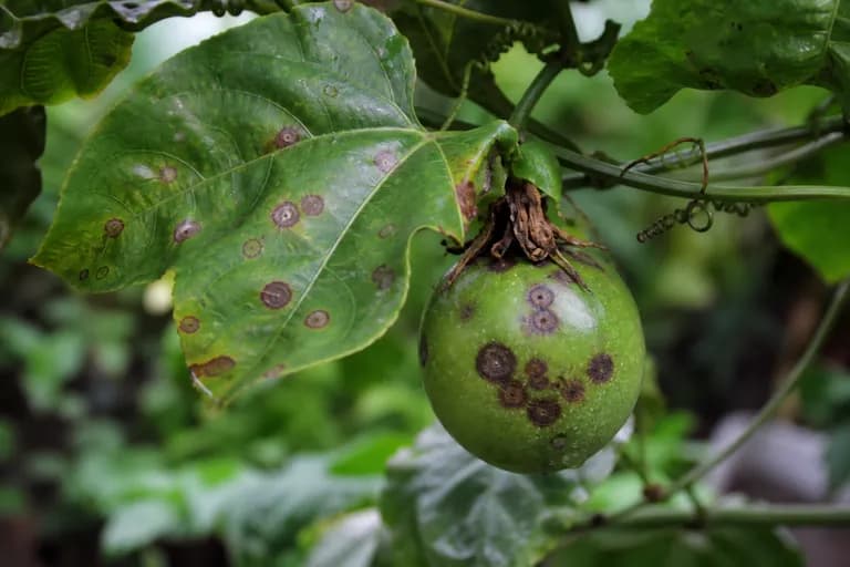 Mancha parda (Alternaria)