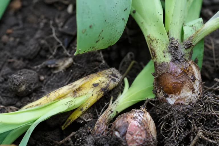 Bulb Rot (Fusarium)