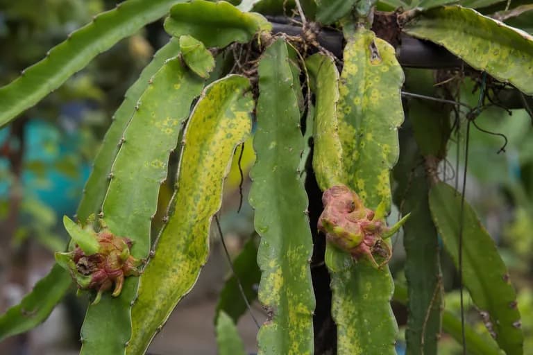 Virus X del cactus
