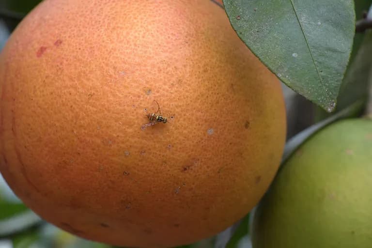 Mosca de la fruta del Caribe