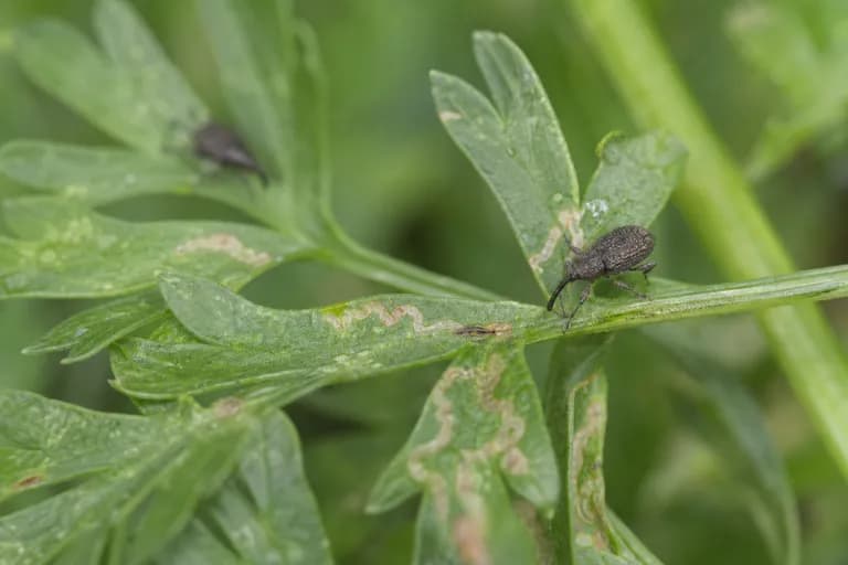 Carrot Weevil