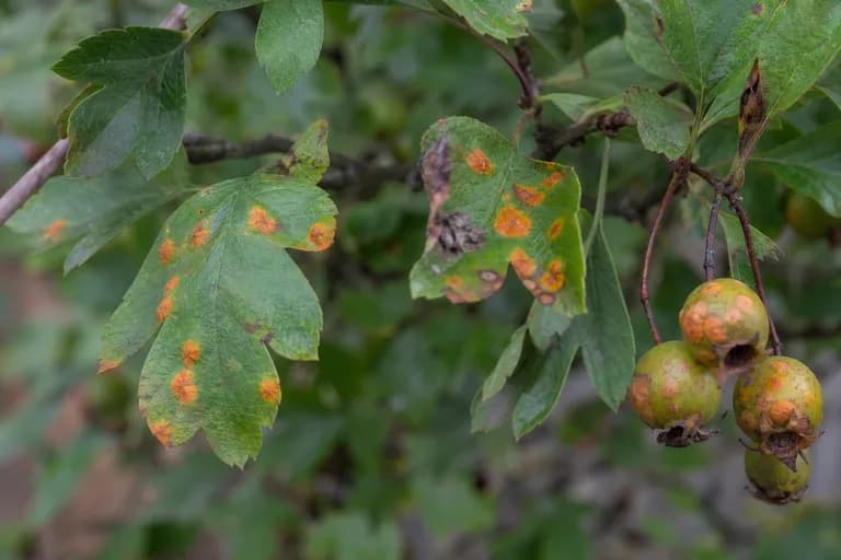 Cedar-Hawthorn Rust