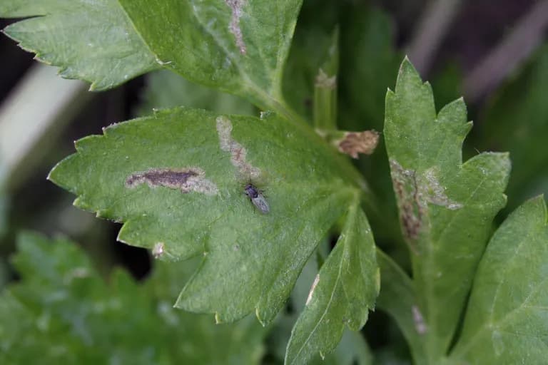 Celery Fly (Leaf Miner)