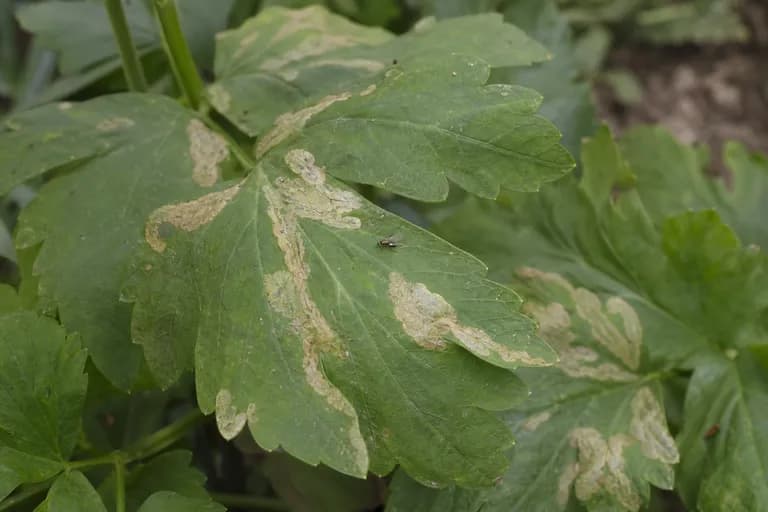 Mancha foliar (Cercospora pastinacae)