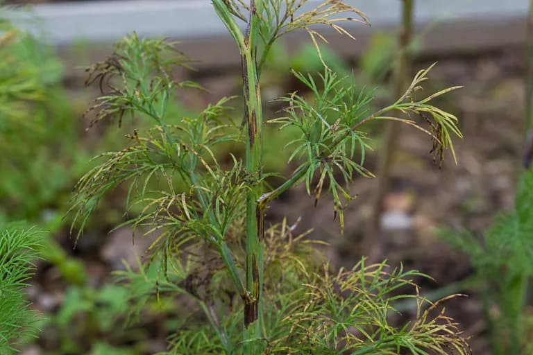 Cercospora-Blattfleckenkrankheit