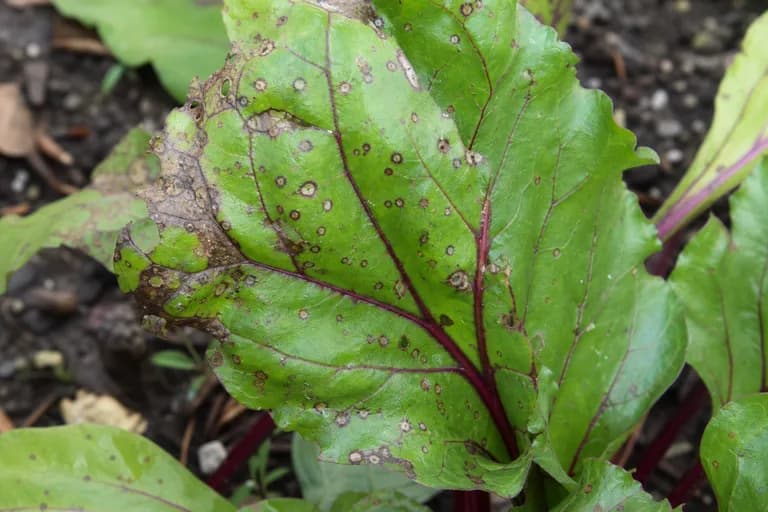 Cercospora-Blattfleckenkrankheit