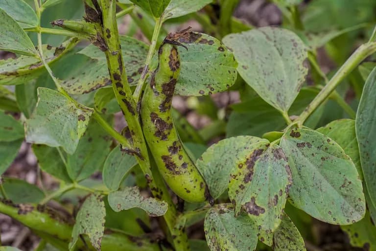 Mancha de chocolate (Botrytis fabae)