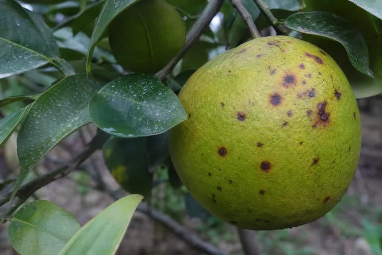 Mancha negra de los cítricos