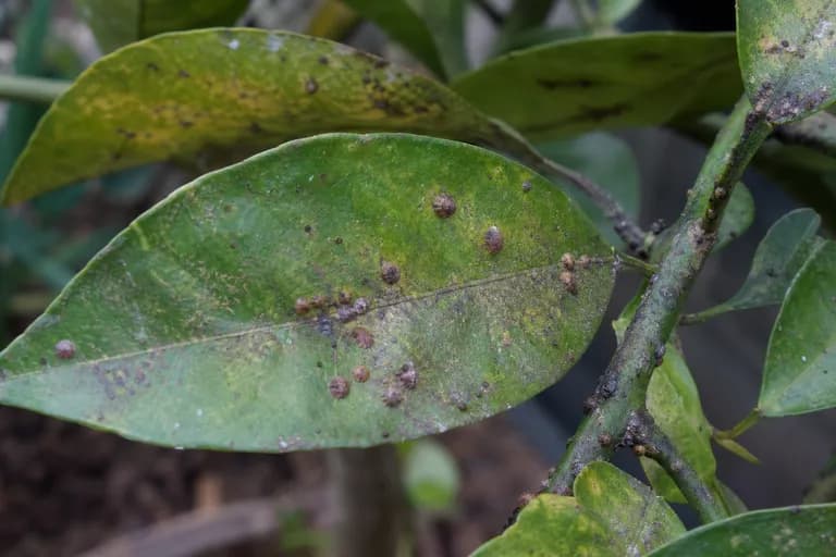 Cochinillas de los cítricos
