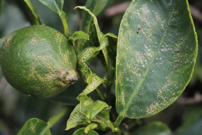 Citrus Thrips