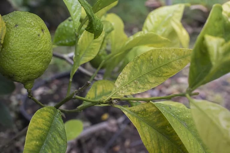 Clorosis variegada de los cítricos