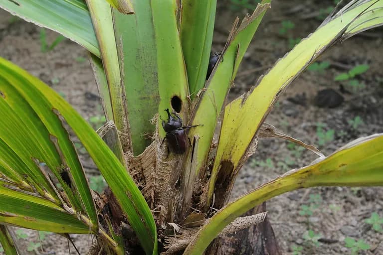 Escarabajo rinoceronte del cocotero
