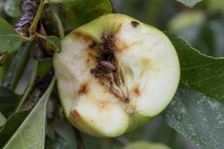Codling Moth