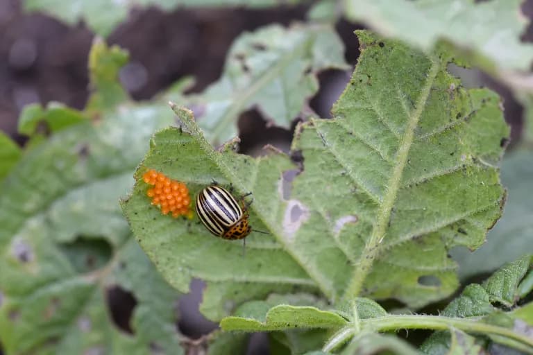 Colorado Potato Beetle
