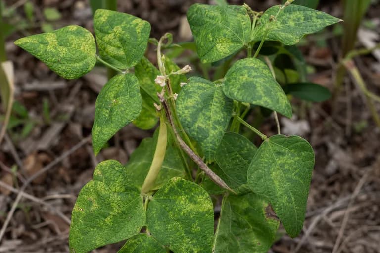 Common Bean Mosaic