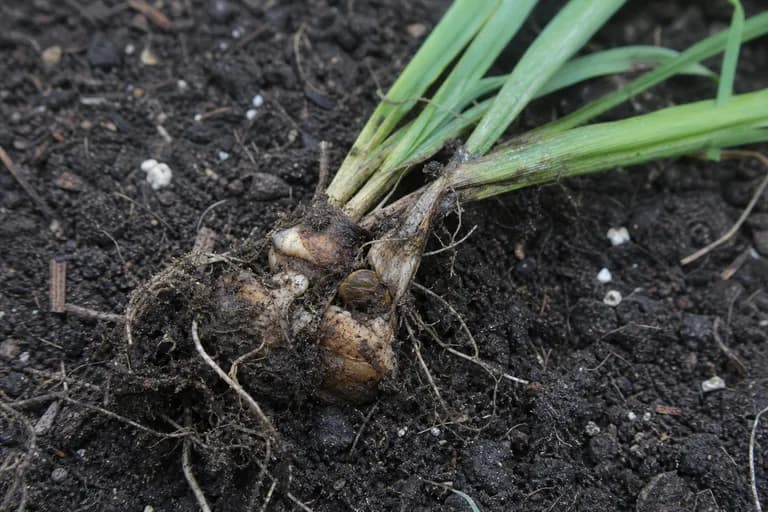 Knollenfäule (Fusarium)