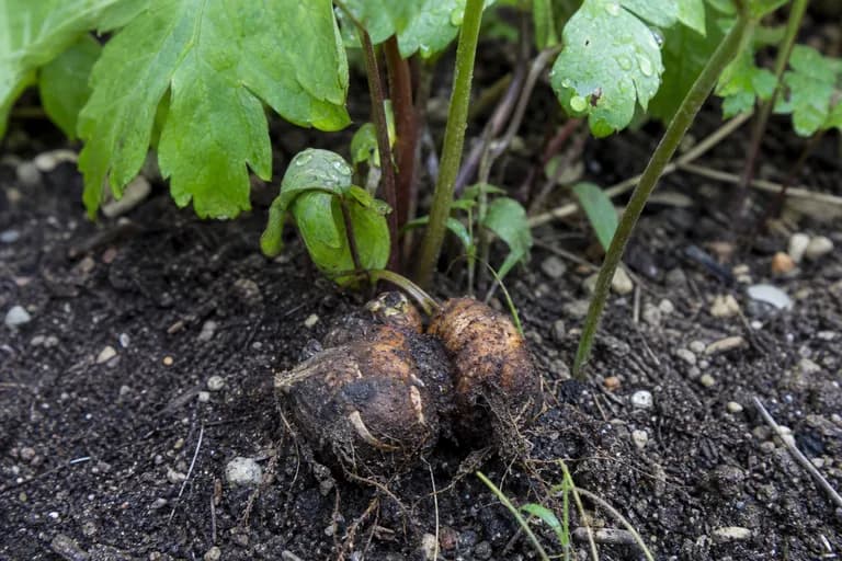 Corm Rot (Rhizoctonia)