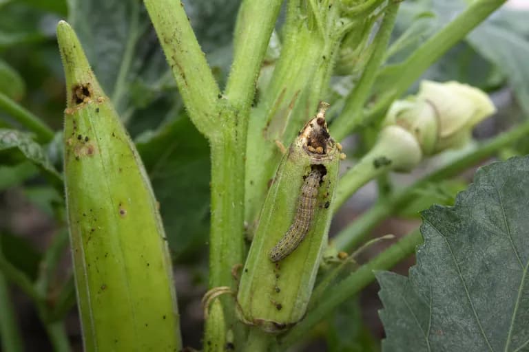 Corn Earworm (Fruit Worm)