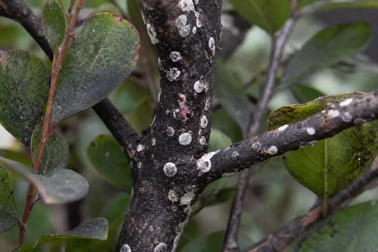 Crape Myrtle Bark Scale