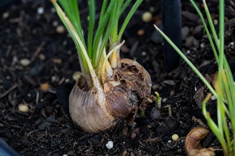 Crocus Rot (Fusarium)
