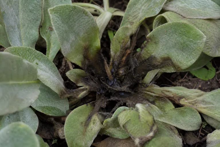 Crown Rot / Leaf Rot