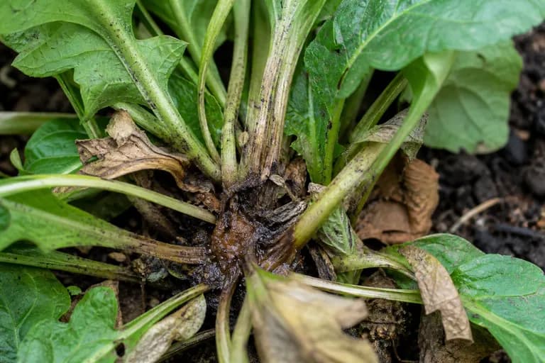 Pudricion de corona (Phytophthora)
